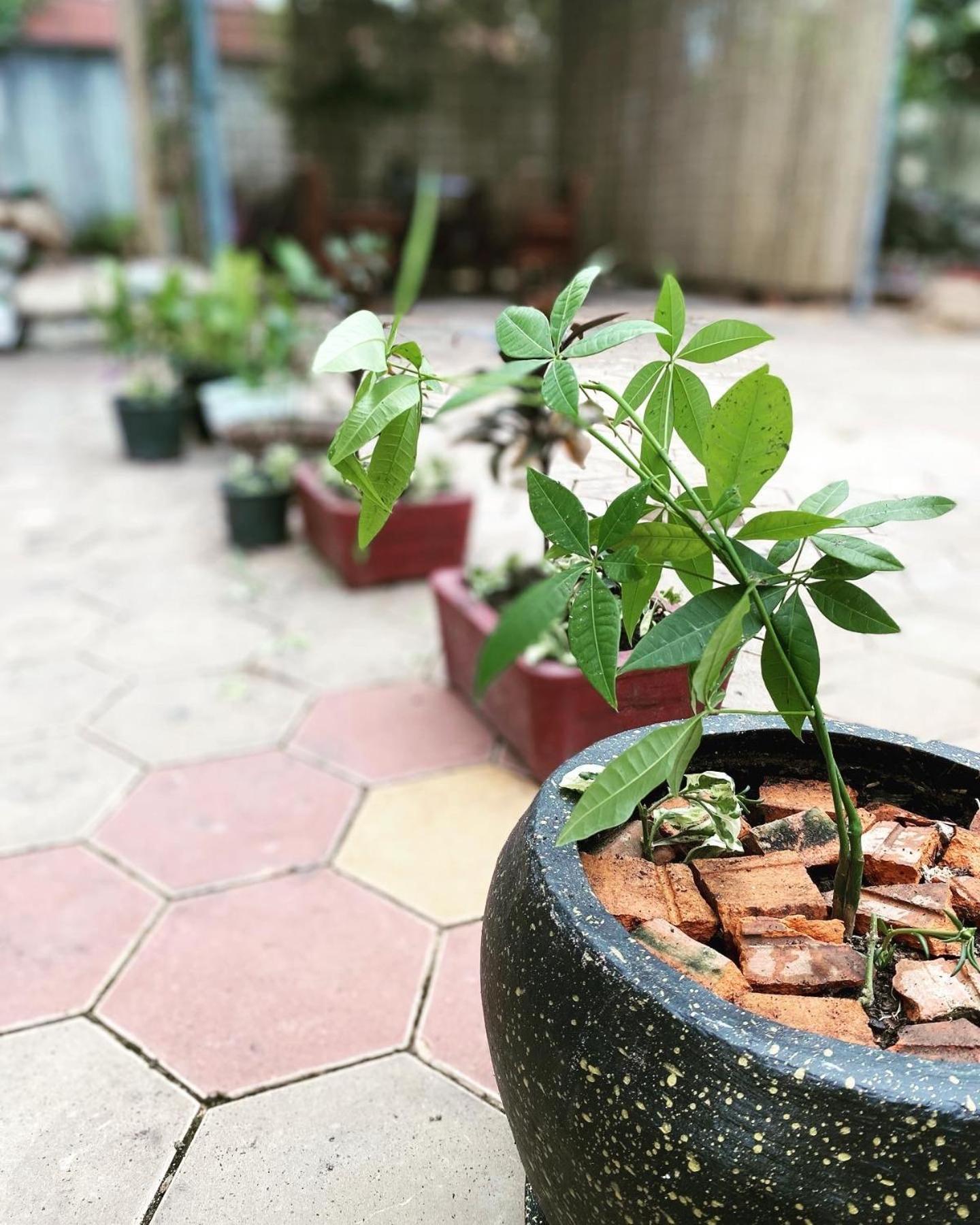 Bloom Garden Bed & Breakfast Sziemreap Kültér fotó