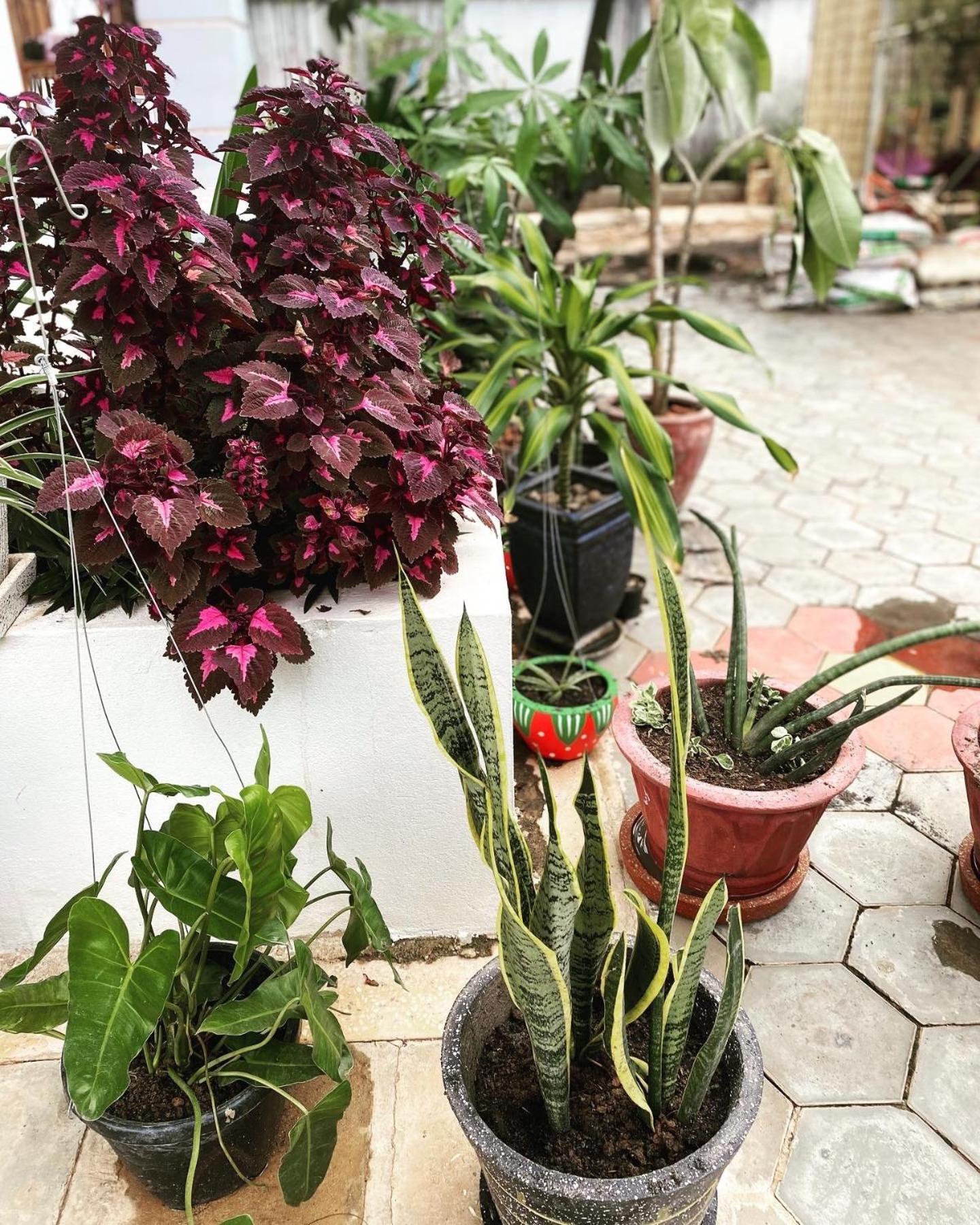 Bloom Garden Bed & Breakfast Sziemreap Kültér fotó